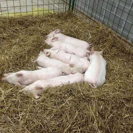 Agriturismo Via Del Campo * Pianella (Pescara)